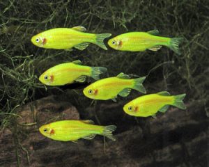 ماهی زبرا دانیو