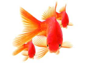 نماد ماهی قرمز در سفره هفت سین