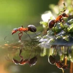 مضرات و فواید مورچه برای گیاهان
