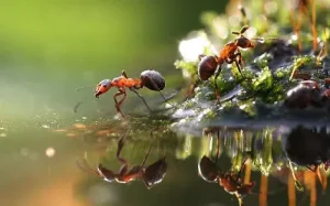 مضرات و فواید مورچه برای گیاهان