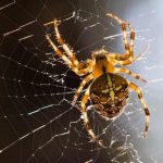 تار عنکبوت در خانه نشانه چیست