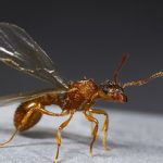 بهترین سم برای از بین بردن مورچه: انواع سم مورچه